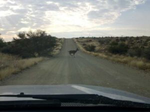 Kudu crossing in front of vehicle