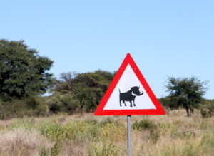 caution warthog crossing road sign