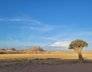 Mountain and quiver tree infront of blue skies in Namibia