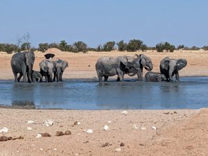 Elephants at waterhole near Olifantsrus Etosha National Park