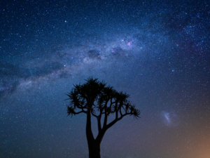 Silhouette of a quiver tree infront of milky way at night