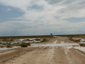 Water on road in Etosha National Park