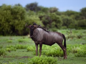 Wildebeest in lush nature