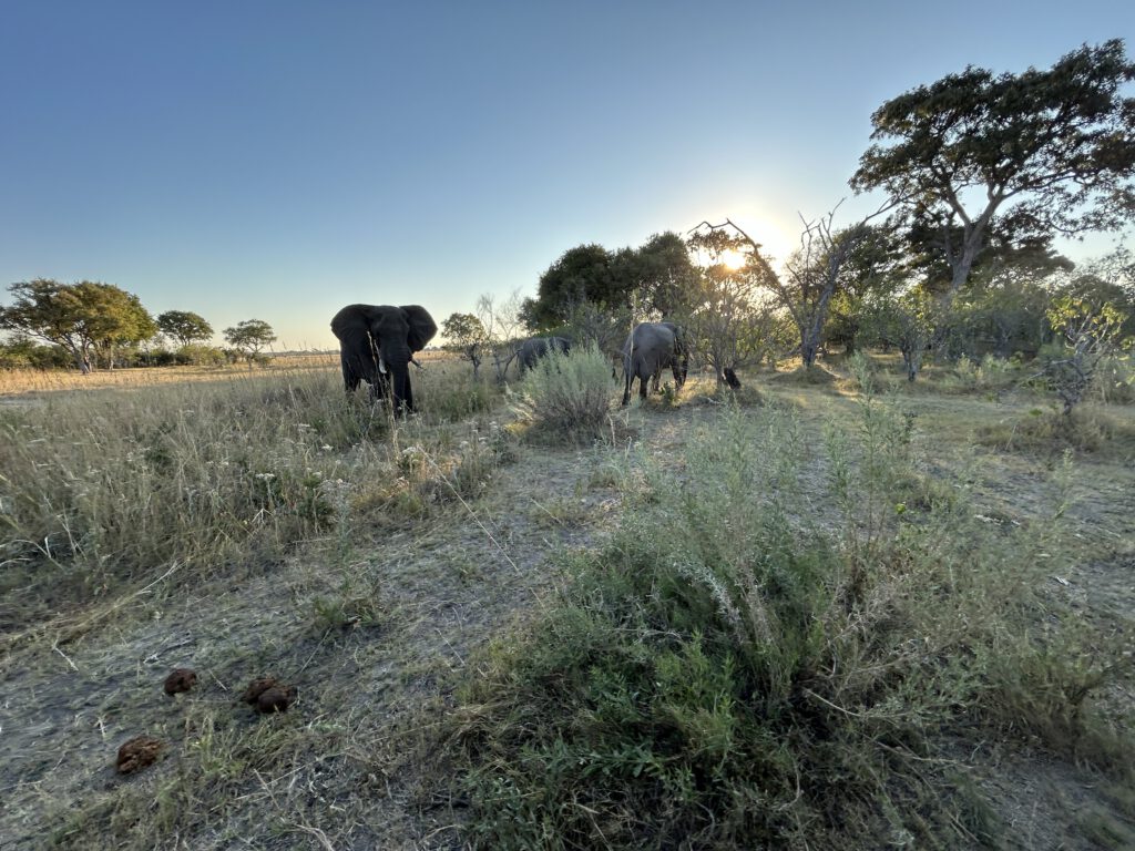 Elephant at sundown in Khwai plains