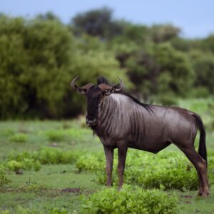 Blue wildebeest in green Namibian landscape