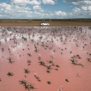 Rental car with water and lilies in south of Namibia