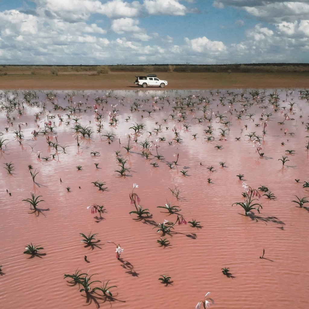 Rental car with water and lilies in foreground