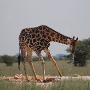 Giraffe drinking water from waterhole in Namibia