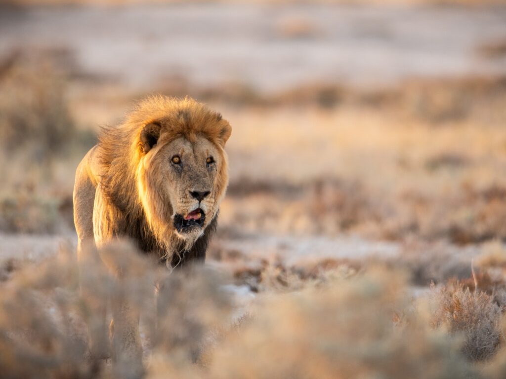 Male lion with scars in his face in savanna landscape at sunset