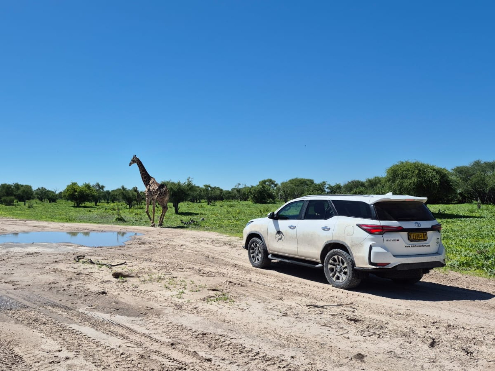 SUV 4x4 rental car in Botswana with giraffe